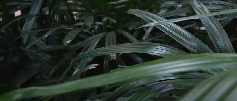 image fond vidéo image fond vidéo