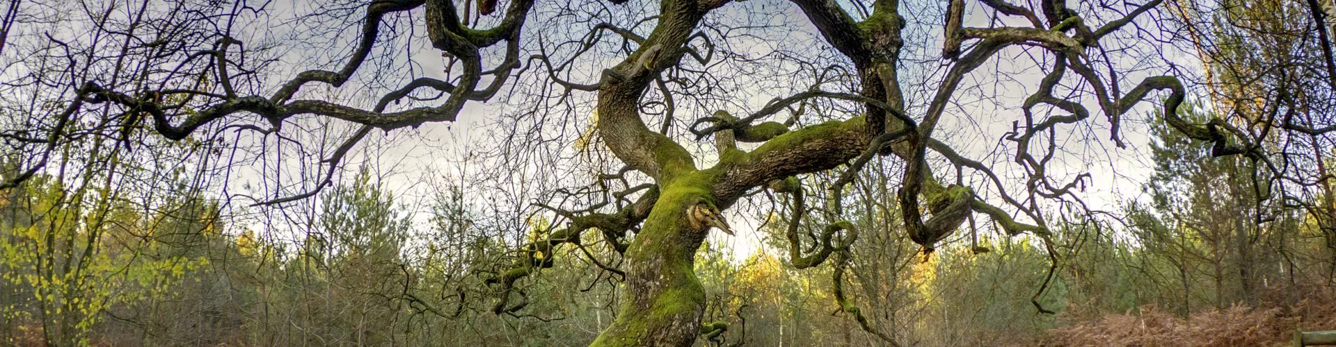 10 arbres remarquables qui peuplent nos contrées - GEO